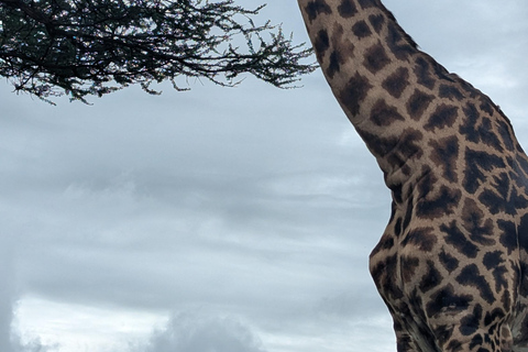 From Moshi: Tarangire National Park Full-Day Safari Tour