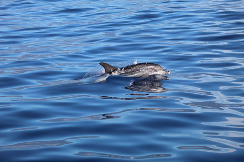 Funchal: Wal- & Delfinbeobachtungs-Tour per Schnellboot