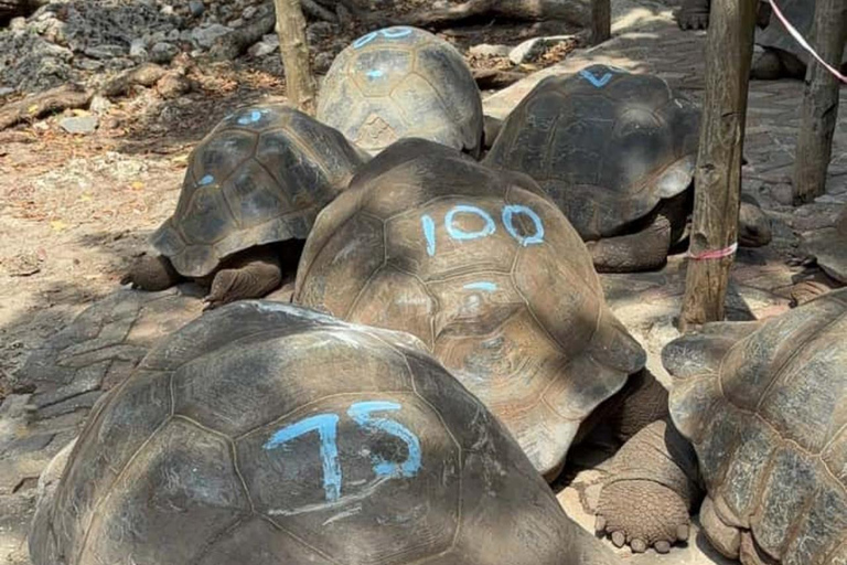 Sansibar: Gefängnisinsel, Salaam-Höhle &amp; The Rock RestaurantPRIVATE TOUR MIT TRANSFER