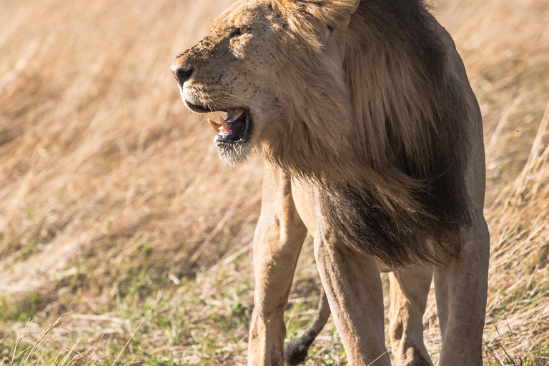1-tägige private Safari zum Lake Manyara National Park