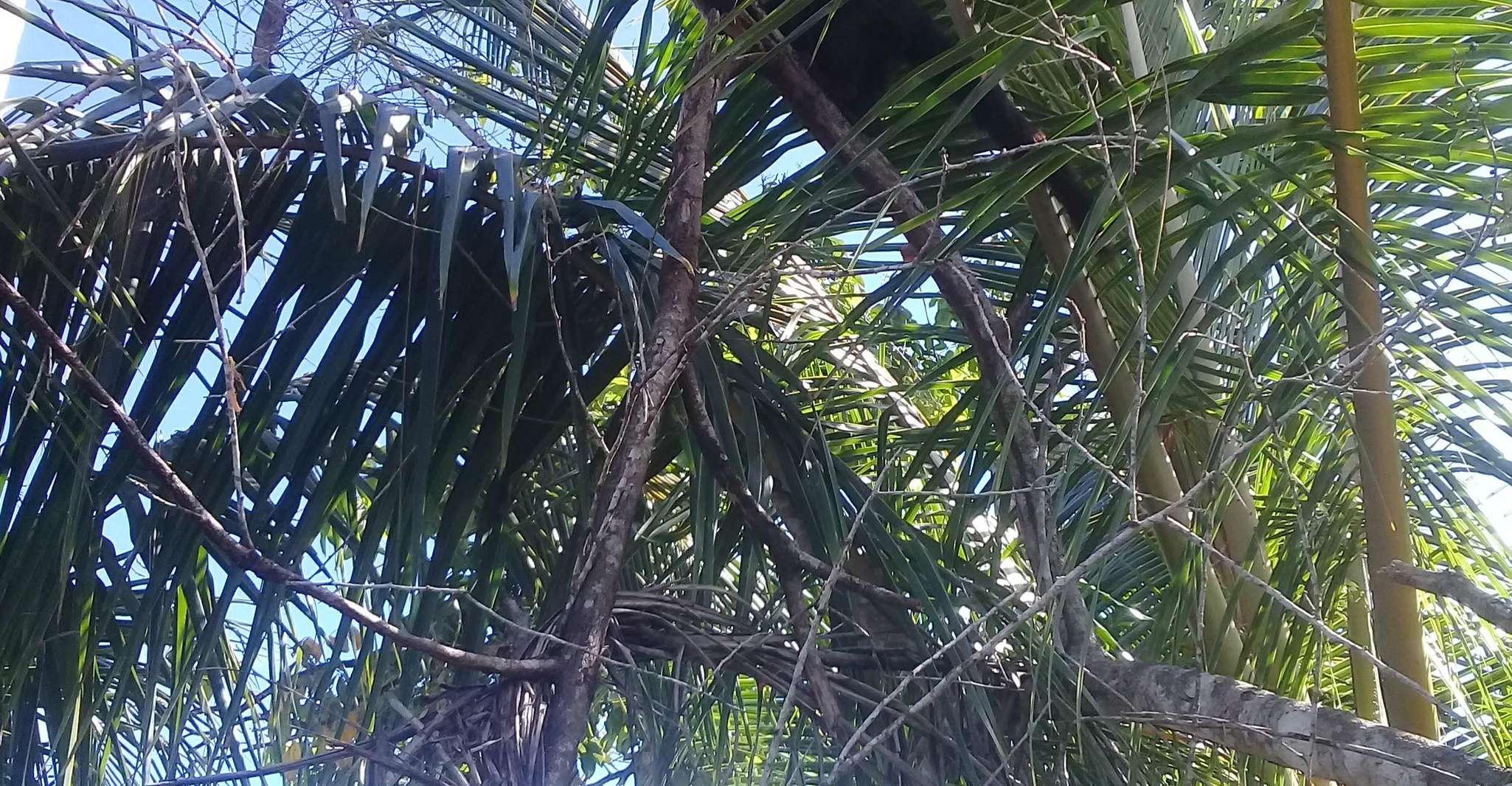 Cahuita National Park, Snorkel - Housity