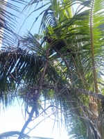 Cahuita National Park, snorkel - Housity