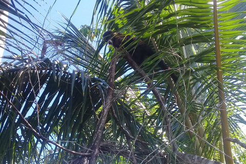 Parque Nacional de Cahuita: Esnórquel