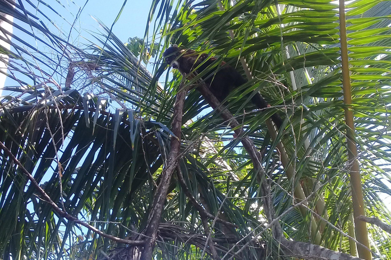 Parque Nacional Cahuita: Mergulho com snorkel