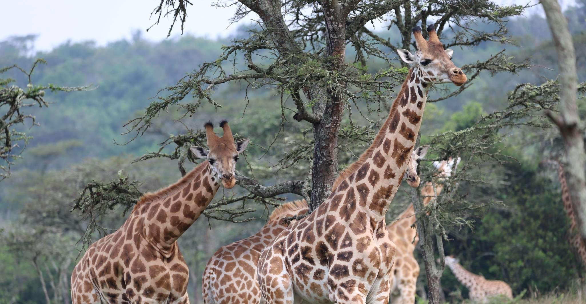 Uganda Gorillas, Cnimpanzees und Safari Mid-Range Tour - Hizvo