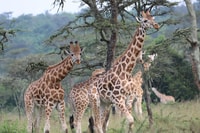 Uganda Gorillas, Cnimpanzees und Safari Mid-Range Tour - Hizvo