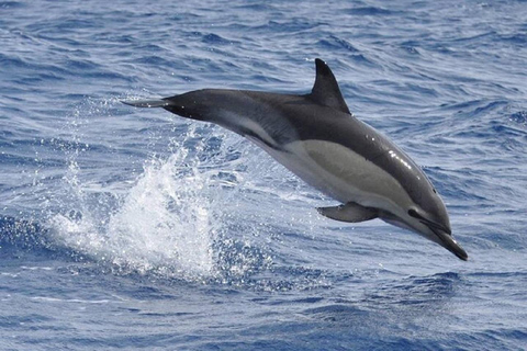 Osservazione di balene e delfini nel picco massimo di attivitàOsservazione di balene e delfini dalle Azzorre