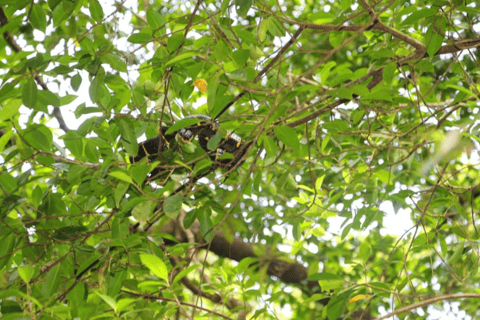 Khao Lak: Sri Phang Nga National Park und Takuapa Tour