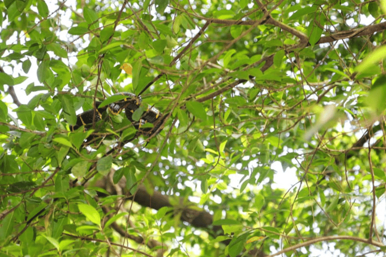 Khao Lak: Sri Phang Nga National Park und Takuapa Tour