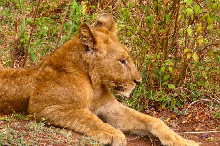 SERENGETI: 2-Days Fly-In Safari to Serengeti and Ngorongoro