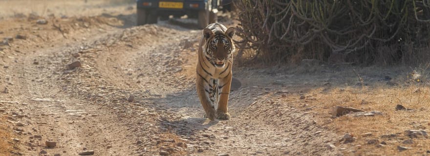 Safari Tatkal Gypsy Premium à Ranthambore (accès coupe-file)