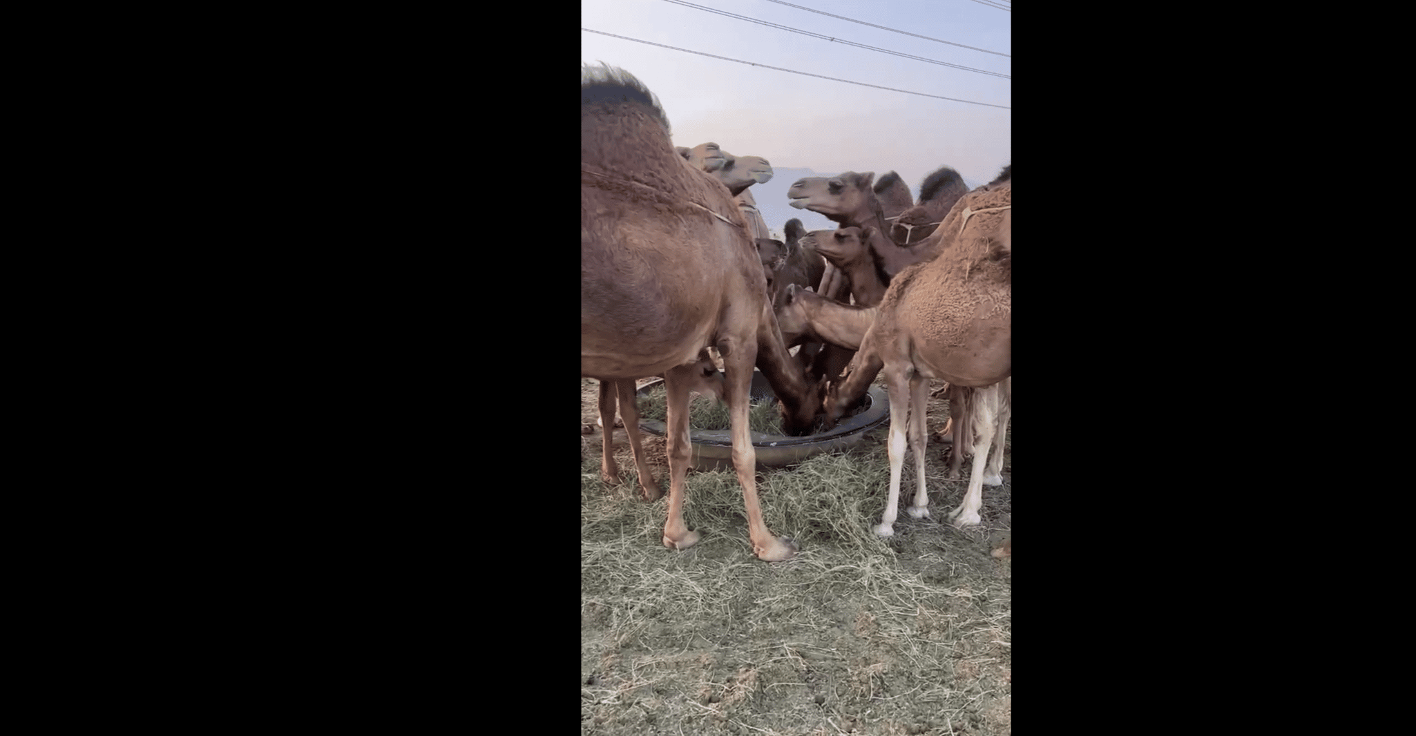 Jeddah: City Highlights Tour with Local Guide photo 7