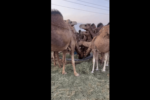 Jeddah: City Highlights Tour with Local Guide private tour