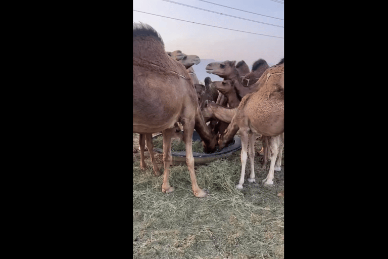 Jeddah: City Highlights Tour with Local Guide private tour