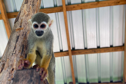 Puerto Plata: Buggy Ride, Monkey Home