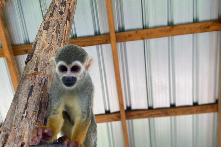 Puerto Plata: Buggy Ride, Monkey Home
