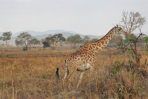 TAGESTOUR ZUM NYERERE-NATIONALPARK VON SANSIBAR AUS PER FLUG