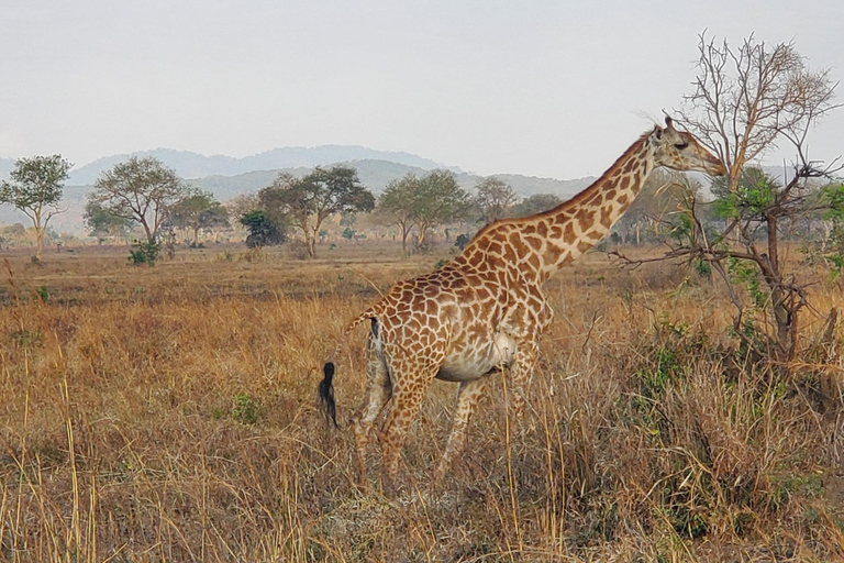 TAGESTOUR ZUM NYERERE-NATIONALPARK VON SANSIBAR AUS PER FLUG