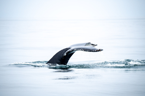 Húsavík: Whale Watching Tour with Heated Indoor Seating