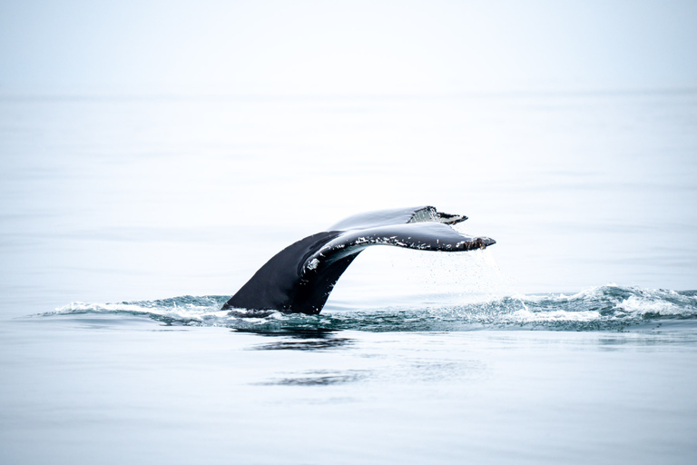 Húsavík: Whale Watching Tour with Heated Indoor Seating