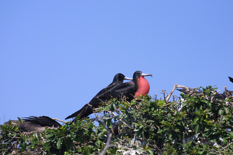 Cancun or Riviera Maya: Isla Contoy & Isla Mujeres Day Trip Tour from Cancun & Isla Mujeres