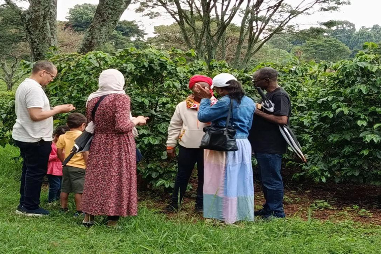 Kiambu: Fairview Estate Coffee Farm Tour with Tasting