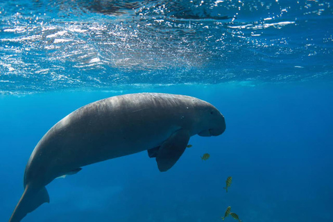 Marsa Mubarak Sea Turtles Trip with Optional Diving with 1 Intro-dives, Snorkelling, Lunch