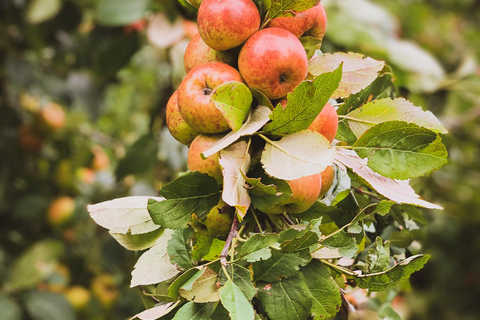 Calvados: the art of making Coquerel Calvados and Normindia Gin