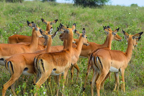 Vanuit Nairobi: 3 dagen, 2 nachten Maasai Mara-groepssafari met terreinwagen