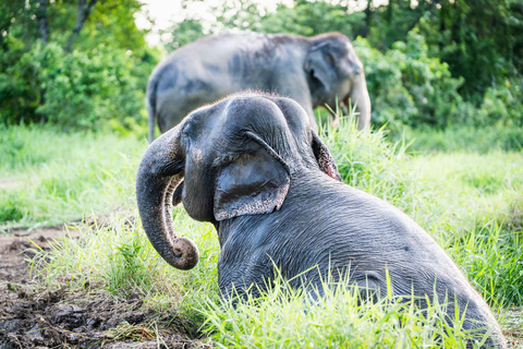 Bangkok: Love Elephant Sanctuary Visit & Nature Walk