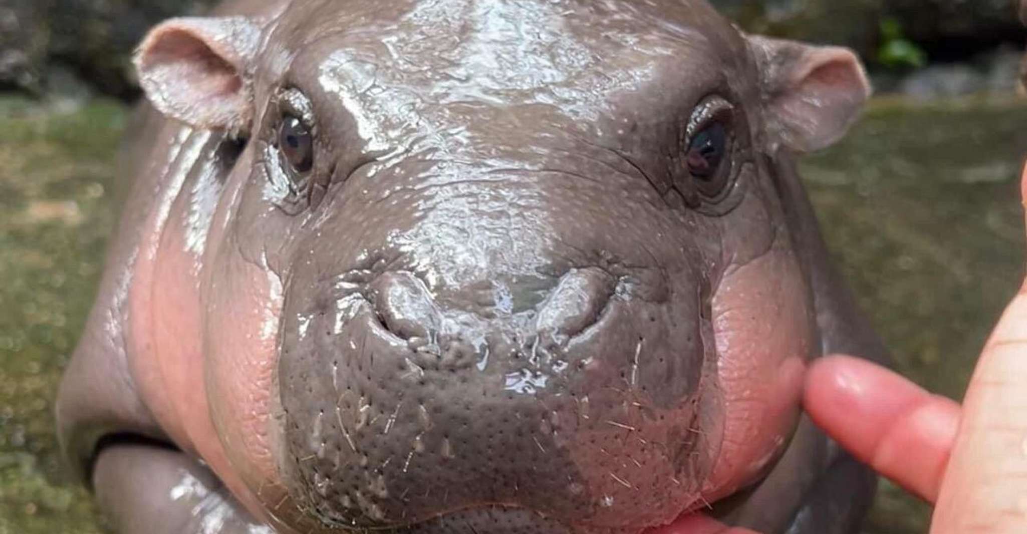 Bangkok to Moo Deng: Private Transfer To Khao Kheow Zoo