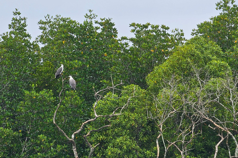 UNESCO Geopark Mangrove Tour Langkawi SHARING UNESCO Geopark Mangrove Tour Langkawi