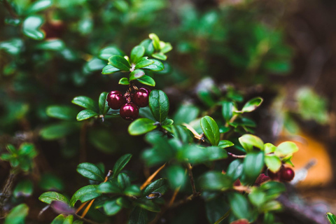 Rovaniemi: Tour zum Beeren- und Pilzesammeln mit Pfannkuchen