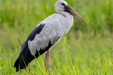 Colombo: Guided wet zone and wetland full day birding tour