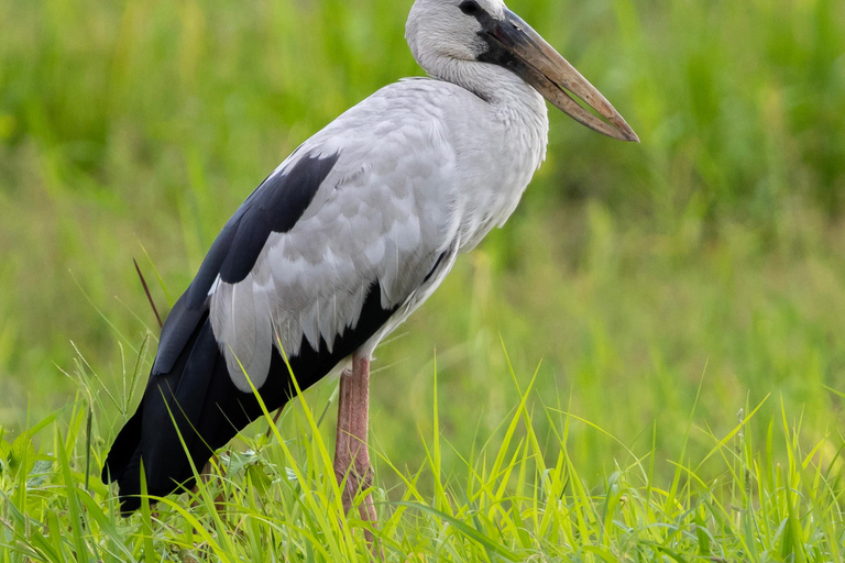 Colombo: Guided wet zone and wetland full day birding tour