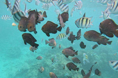 Mnemba: Afrikanska Maldiverna dagstur med lunchNungwi: Afrikanska Maldiverna dagstur med lunch