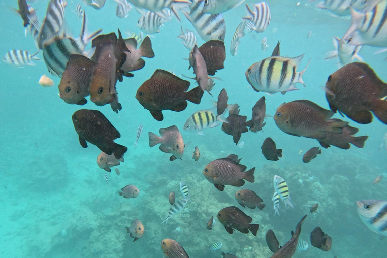 Mnemba: Afrikanska Maldiverna dagstur med lunchNungwi: Afrikanska Maldiverna dagstur med lunch