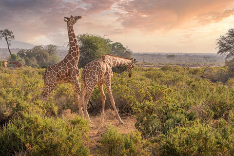 Dagtrip van Zanzibar naar Mikumi National Park per vlucht