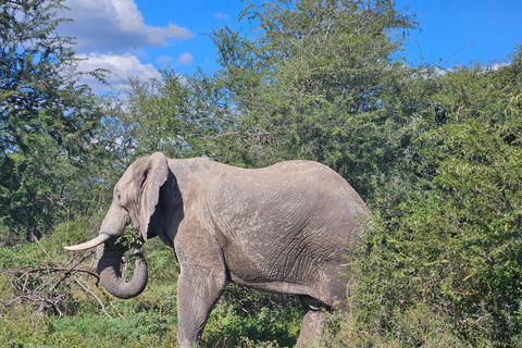 Tour privado de safari: Los 5 Grandes del Parque Nacional de Pilansberg