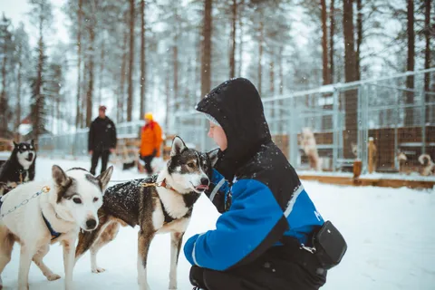 Rovaniemi: giro in slitta con gli husky all'inizio dell'inverno