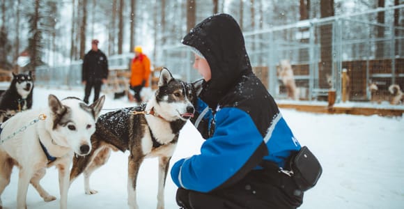 Rovaniemi: Early Winter Husky Sled Ride 3km, self-driven
