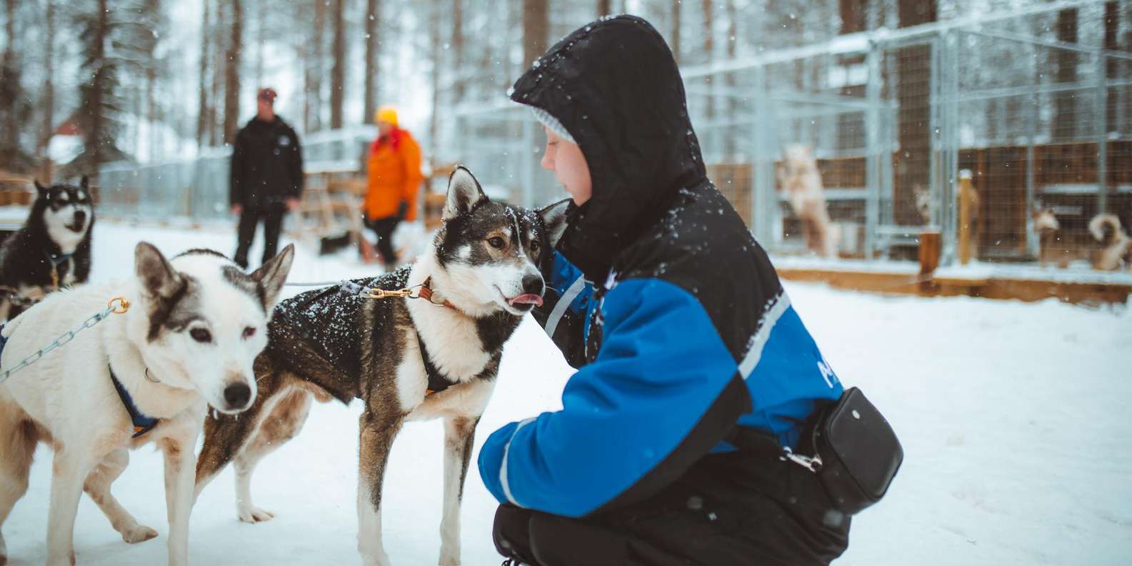 Snow Husky Ranch Rovaniemi: Early Winter Husky Sled Ride