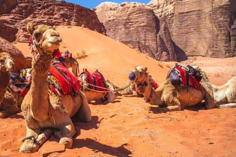 Wadi Rum: 2-Day Southern Desert Tour, Camel & Stargazing