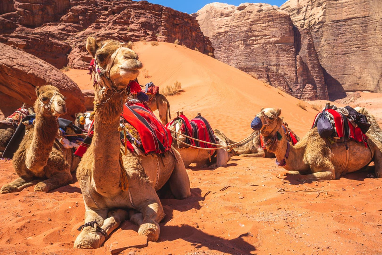 Wadi Rum: 2-Day Southern Desert Tour, Camel & Stargazing