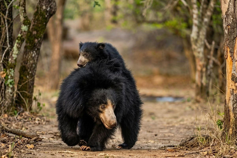 Yala National park Entry eTicket