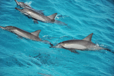 Marsa Alam: Dolphin House Adventure at Shaab Samadai Reef