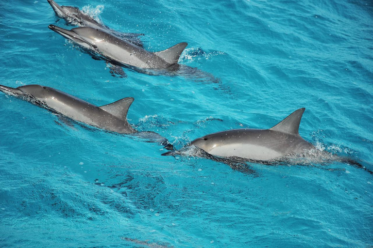 Marsa Alam: Dolphin House Adventure at Shaab Samadai Reef