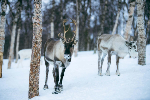 Da Tromsø: Parco delle nevi delle cupole di ghiaccio ed esperienza nella natura selvaggia