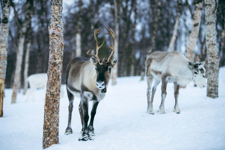 Von Tromsø aus: Ice Domes Snow Park und Wildniserlebnis