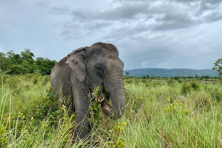 Kulen Elephant Forest Tour with Hotel Pick-up & Drop off